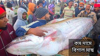 Download Lagu রমজান উপলক্ষে কম দামে বিক্রি হচ্ছে বিশাল বড় বড় মাছ | Padma fish | today fish market | Dohar fish  MP3