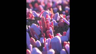 Candy Crystal