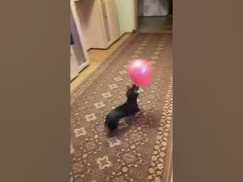 Собака и воздушный шарик - YouTube