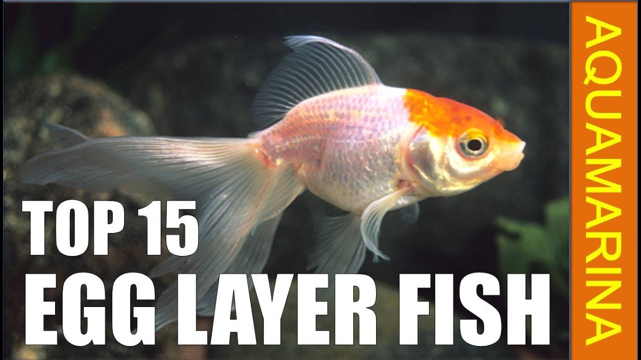 Top 15 easy to breed egg layer fish for your aquarium || Aquamarina ... - MaxresDefault