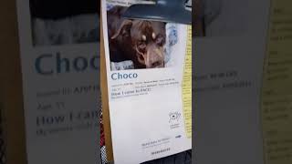 Choco 5 Yr Old A757154 At Tucson Rescue Now Regularly Calls Home Kennel 63 Pod 3 From Paccvid 202110