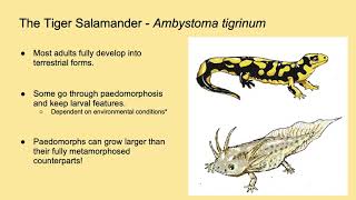 Undergraduate Showcase - Salamander Neverland | Project MORPH!
