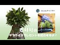 【父の日】サプライズプレゼントを紹介しちゃいます！【神港農園芸】