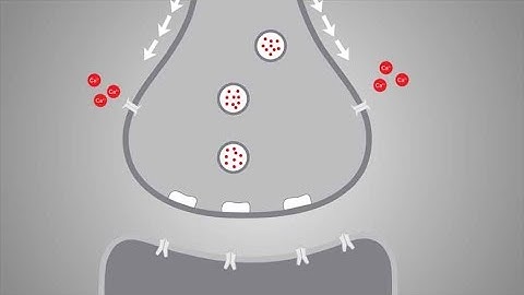 Neurobiology: Study Synaptic Dynamics With Millisecond Precision
