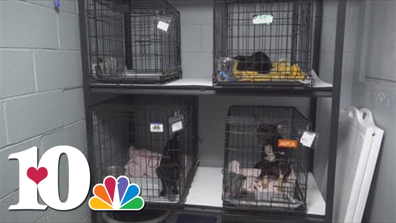 Community comes together to support dogs in 'poor condition' in Jefferson County