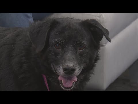 Video: Atmintinė prieglobstyje: Luvable Dog Rescue