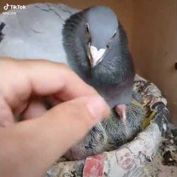 VEAN ESTAS 5 ESCENAS DE TIK TOK DE PARAGUAY(4)