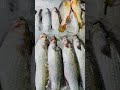 OMG 😱 Giant Fish Cutting — So Fast &amp; Satisfying 🐟🔪 | Fish Cutting Master