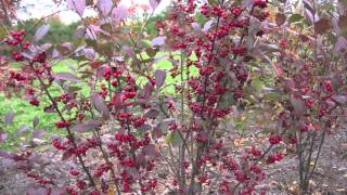 Fast Growing Red Chokeberry Wealth