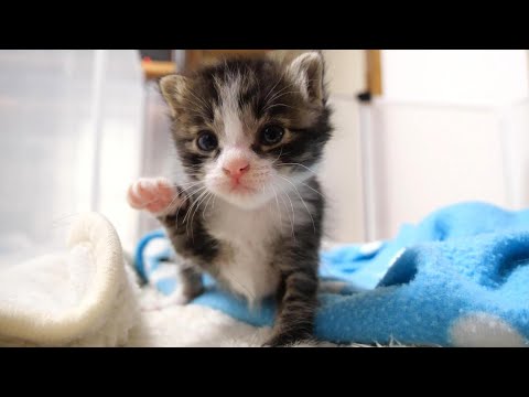 いざ、ママのお膝へヨチヨチ歩きで向かう子猫【赤ちゃん猫 保護猫