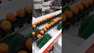 VSEE China Factory Fruit Weighing Color Sorting Machine