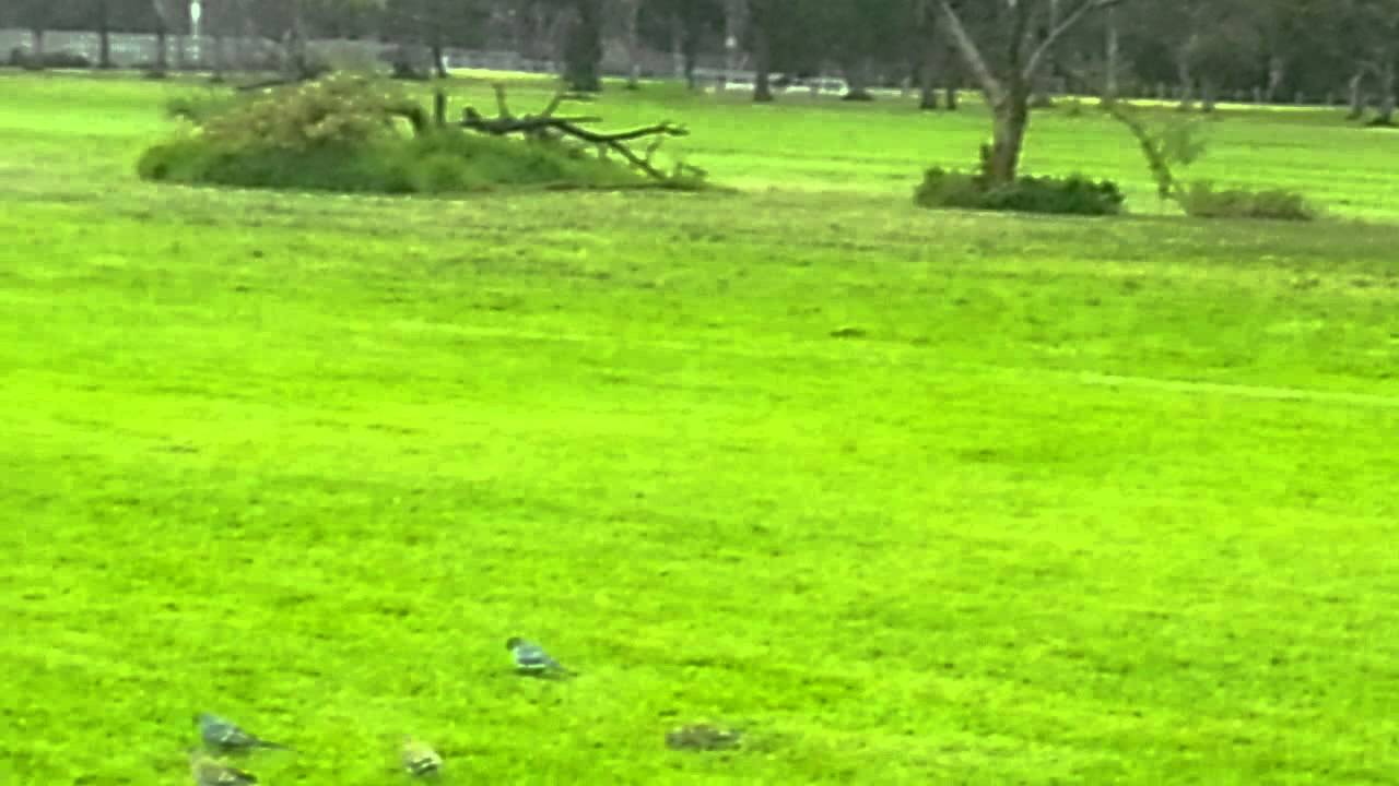 grass parrots