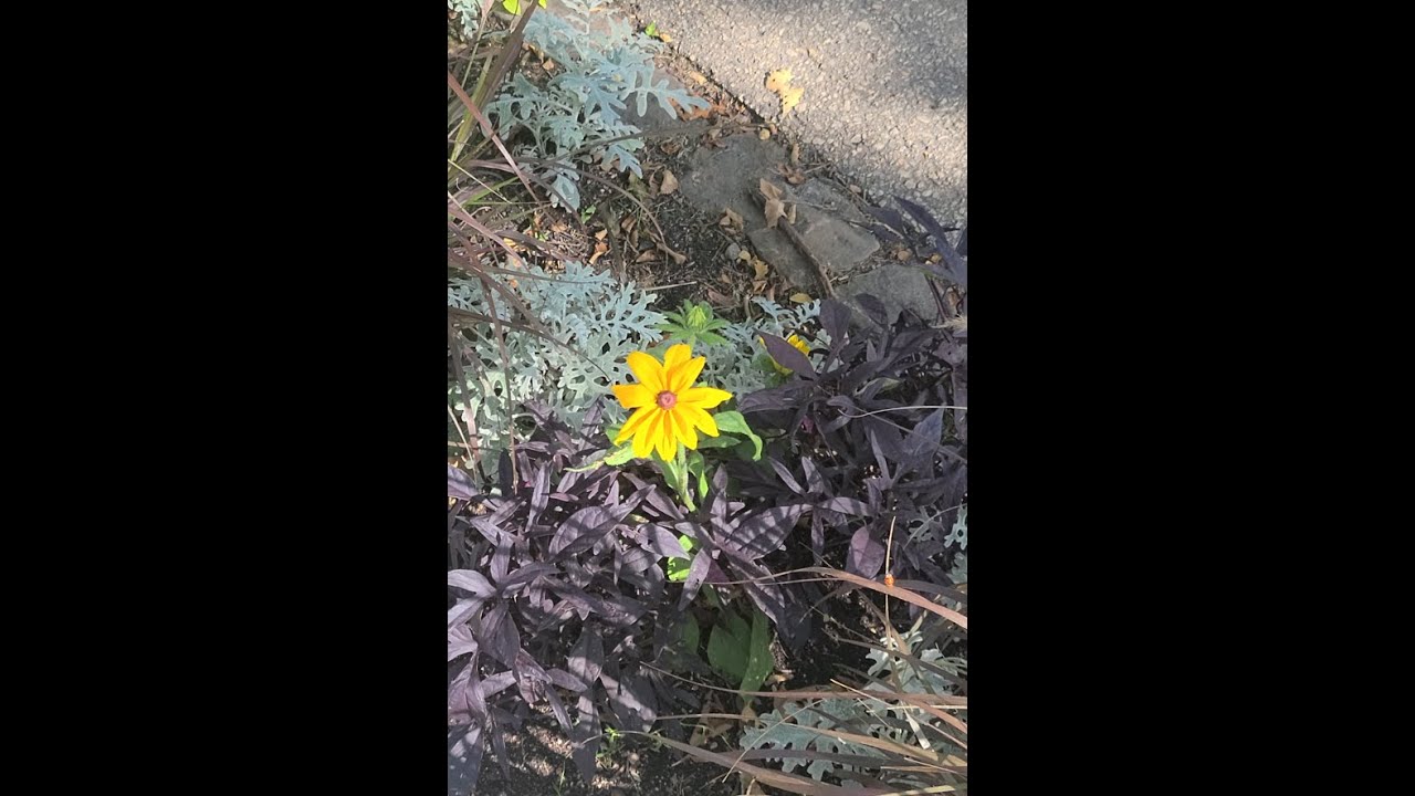 Dijon - Red Truck (Busking Session Cover)