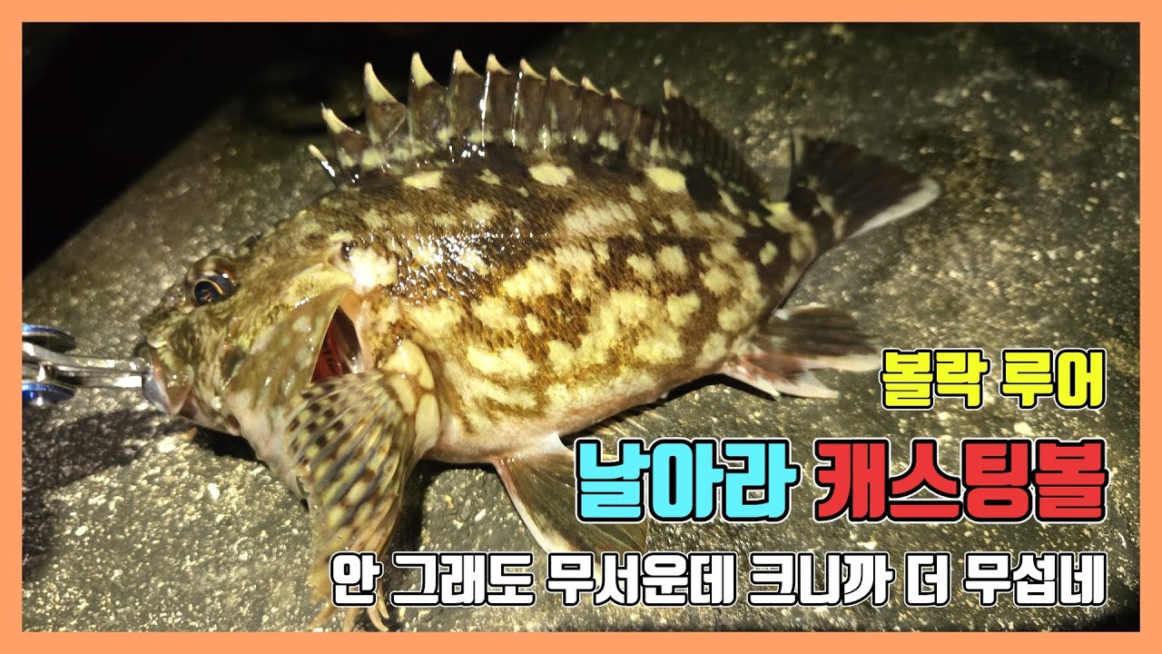 안 그래도 무서운데 크니까 더 무섭네 #쏨뱅이 #볼락 #낚시 - YouTube