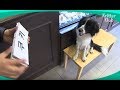 Genius Dog Can Differentiate Between Letters | Kritter Klub