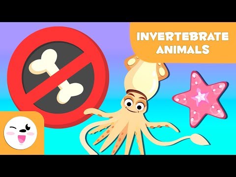 Invertebrate animals for kids: arthropods, worms, cnidarians, mollusks, sponges, echinoderms