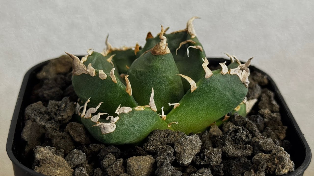 20260625 アガベ・チタノタ 魔丸（芽）-043｜agave titanota imps