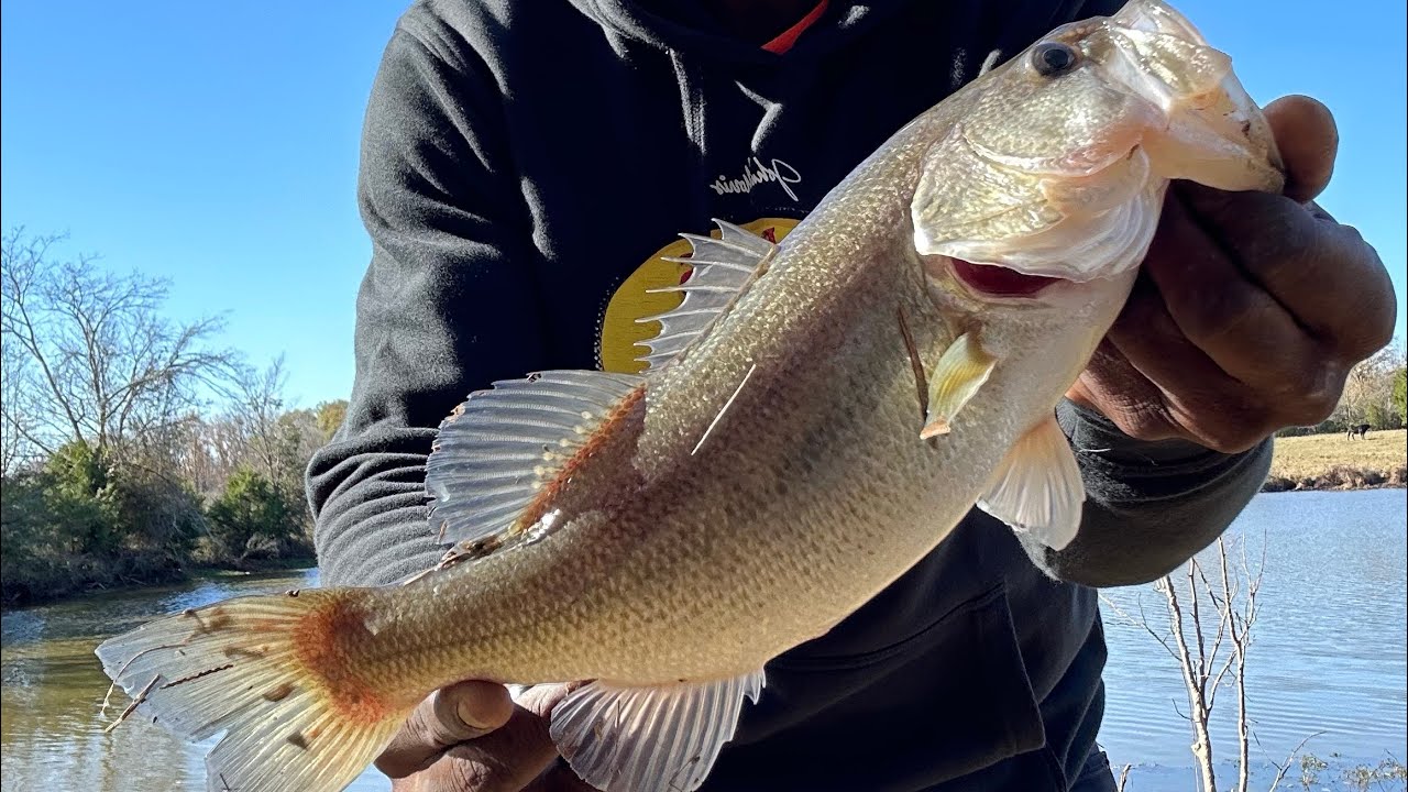 Bass fishing Utica Ms