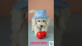Keep Your Pup Cool & Stylish! | Ultimate Pet Sun Hat Review & Demo