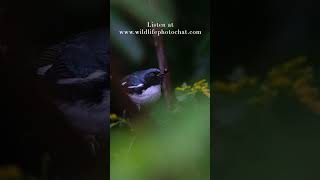 239: Matthew Dolkart - Wildlife Photo Chat Podcast Teaser #wildlifephotography #birdphotography
Listen to the full episode at www.wildlifephotochat.com
My guest Matthew Dolkart joins me to chat about spending time and really working your local patch to gain knowledge and understanding to help betting your photography. We also discuss how seeing a hummingbird building a nest in urban Chicago sparked his interest in bird photography and how cool it was to see that bird return to the same spot year after year. Then we wrap up the conversation talking about his push towards more moody photos lately, what that means, how he is trying to achieve it, EMO bird week, and many other fun topics, hope you all enjoy the show! 239: Matthew Dolkart - Wildlife Photo Chat Podcast Teaser #wildlifephotography #birdphotography