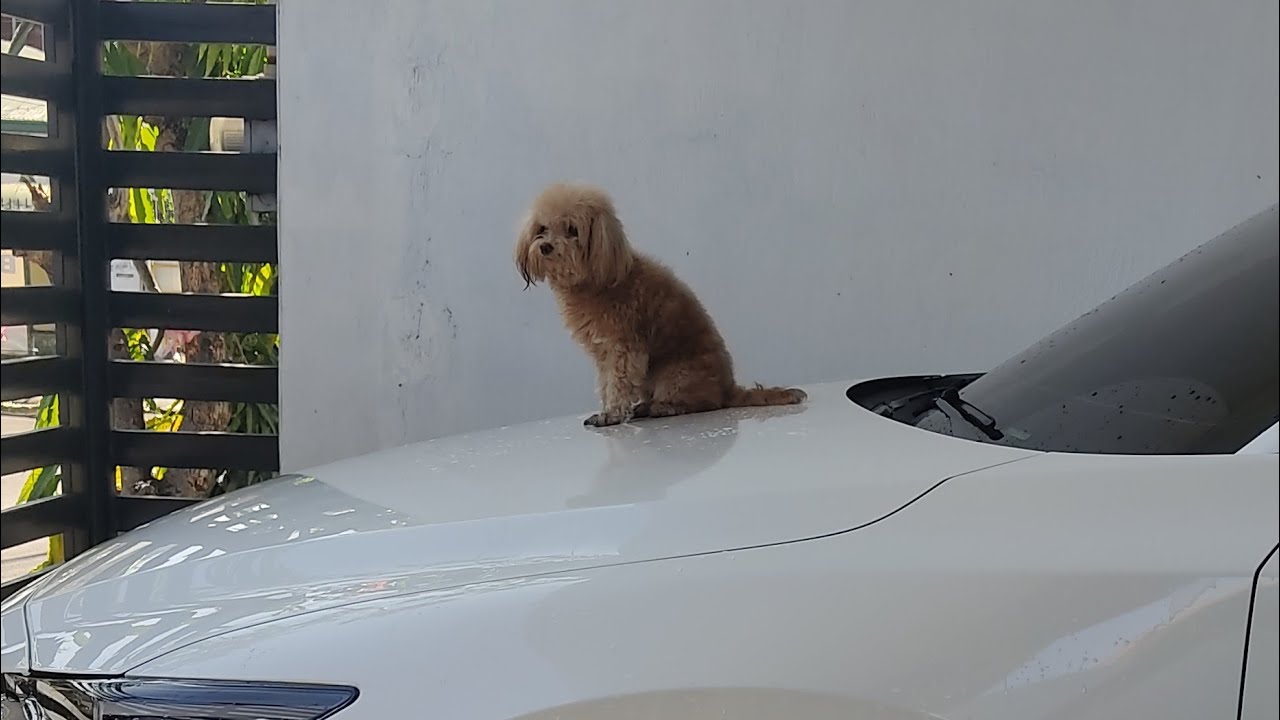 paliguan ang aking alagang aso - YouTube