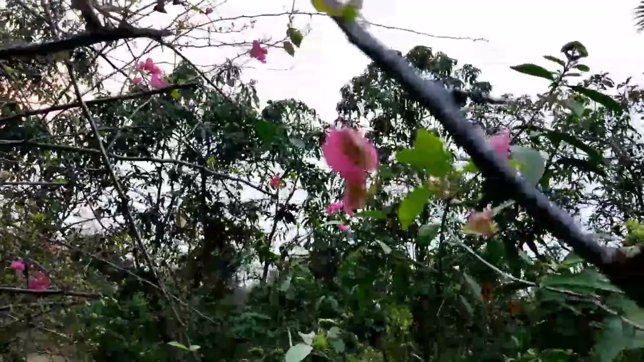 Valki Machan resort | ভাল্কি মাচান | one day cheapest mind refreshing tour near purba Bardhaman