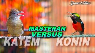 MASTERAN KONIN GACOR VS TEMBAKAN KAPAS TEMBAK AUDIO JERNIH COCOK UNTUK ISIAN MURAI BATU CENDET & IJO