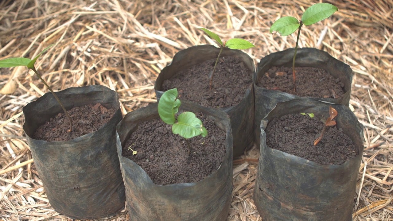 Teknik Pembibitan Manggis