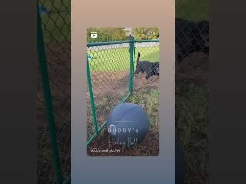Herding Ball - CollieBall