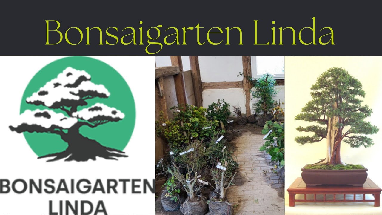 Bonsaigarten Linda
