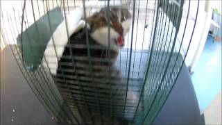 how to sedate an aggressive stray cat in the cage trap
