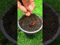 This Tiny Plant Is Full of Cloves?! 😳#viralvideo #shorts