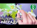 1 ТАБЛЕТКА И ЛЮБАЯ РАССАДА УКРЕПЛЯЕТСЯ ПРЯМО НА ГЛАЗАХ! Уникальный стимулятор роста растений