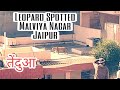 Leopard Spotted in Malviya nagar jaipur 7 sector(मालवीय नगर जयपुर में  तेंदुआ)