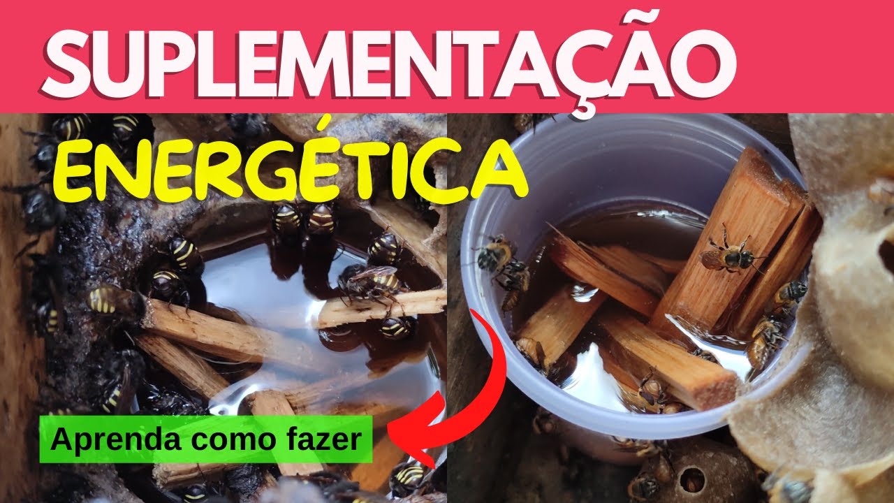 Suplementação Energética para ASF: como fazer alimentação com xarope para reforço de enxames