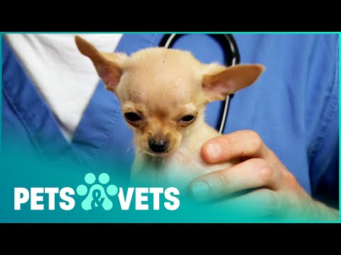 SUPER TINY ANIMALS
