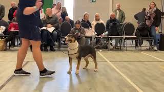 2025 Country Compeion - Dogs Over 2