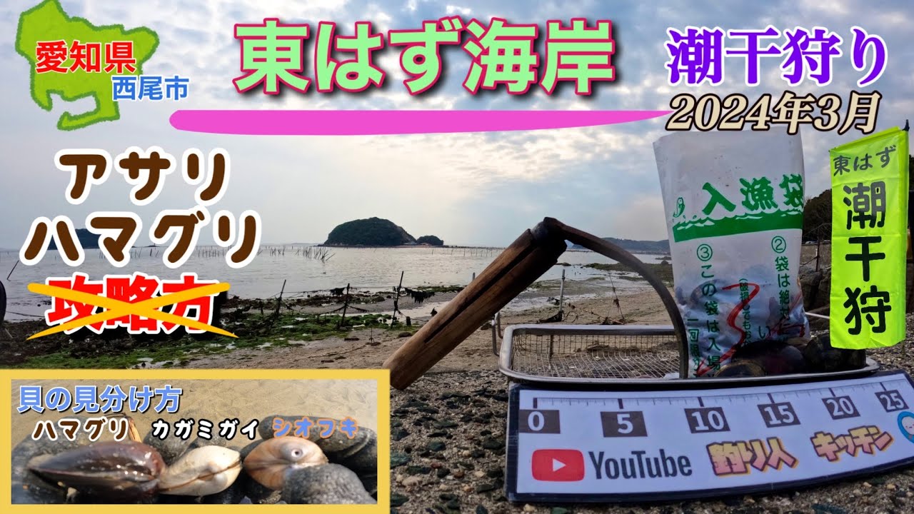 え！こんなところに岩場のアサリが。解禁4日目の様子