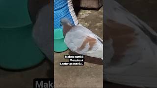 Download Lagu Menyimak lantunan merdu ayat ayat Alquran MP3