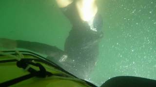 Open sea kayak wet exit and re-entry using c to c roll