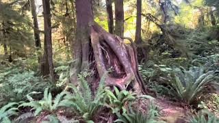 Washington State’s Quinault Rain Forest Trail