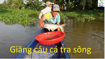 624 | Giăng câu cá tra bằng mồi chuối  | Fishing