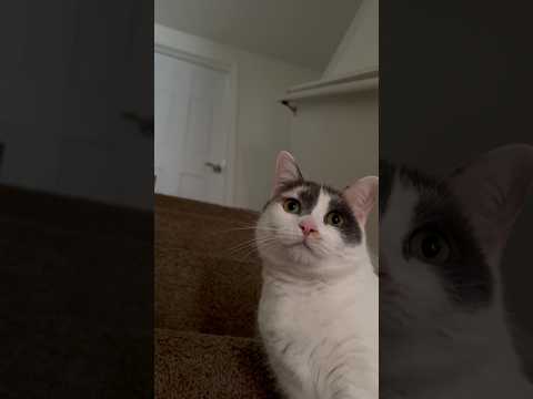 She plays dangerous games #shorts #cat