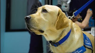 Orlando Health Arnold Palmer Hospital for Children Welcomes New Facility Dogs