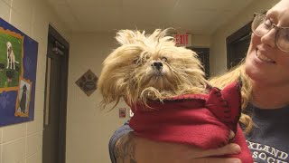 3 children, over 100 dogs removed from Plymouth County property