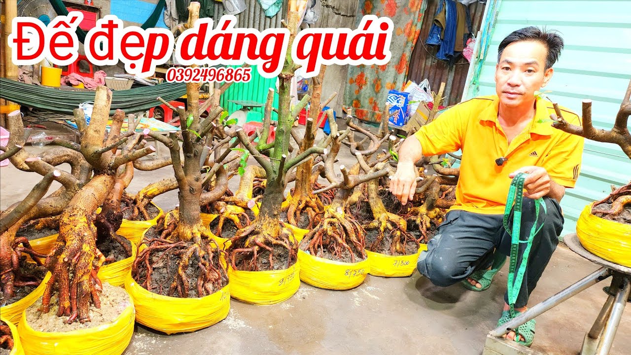 9/3 A Hiếu 0392496865 phôi mai bonsai dáng quái đế nôm đẹp giá mềm |MaivàngThanhTâm