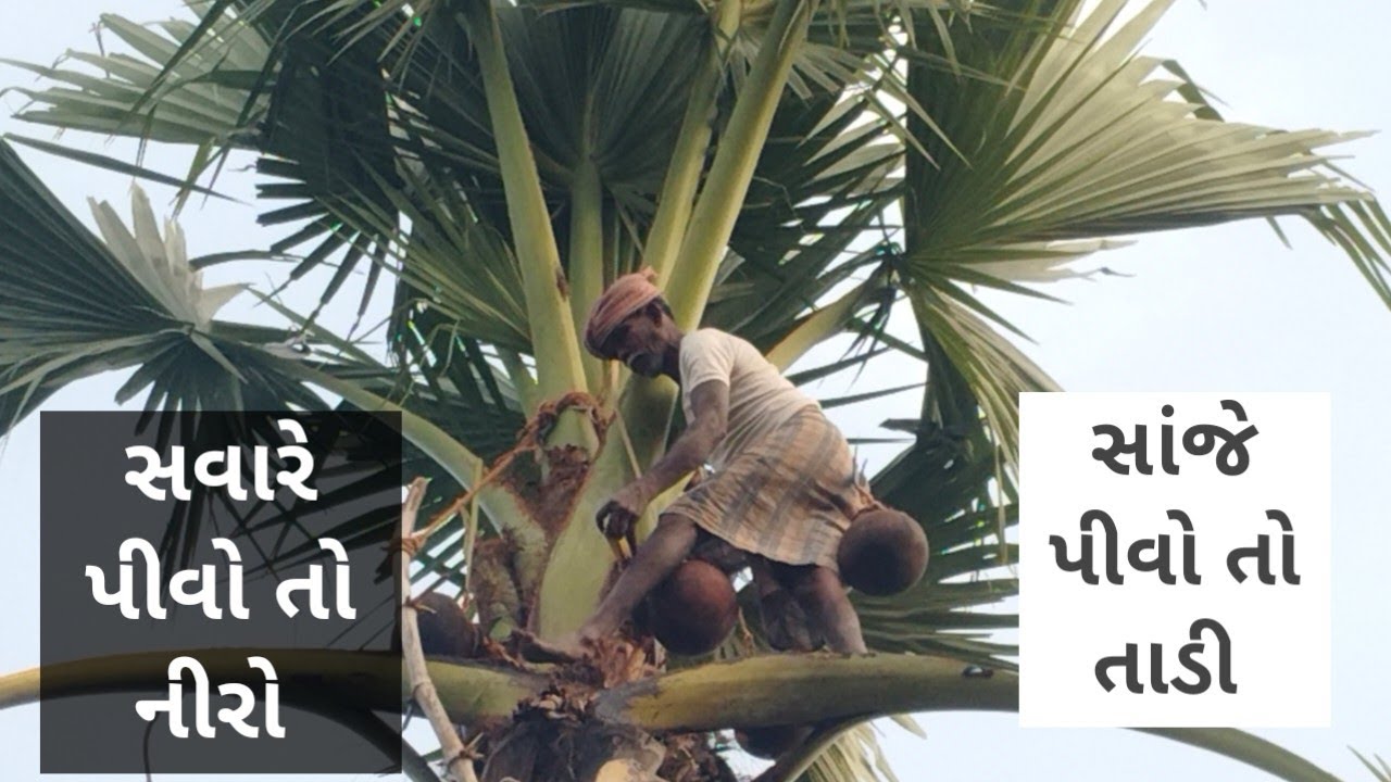 તાડ ના ઝાડ ઉપરથી ઉતરતી તાડી ભાભર ગામના આ કાકાએ કેવી રીતે તાડી ઉતારે છે તે બતાવ્યું , તાડી ની સિઝન છે