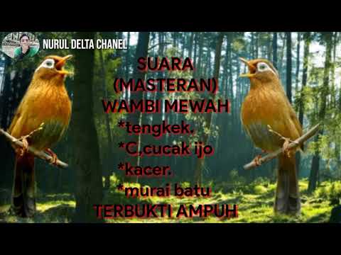Suara pikat hwamai wambi