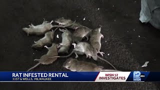 'The rats are everywhere': Tenant takes extermination into her own hands