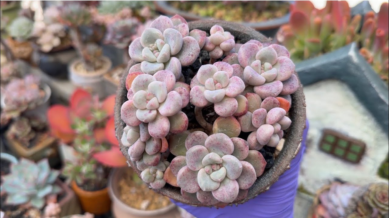 二月的多肉植物分享|我的另類開箱續集/上盆後分享